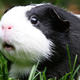 Illustration for article titled Lothario Guinea Pig Infiltrates Female Enclosure, Sires Around 400